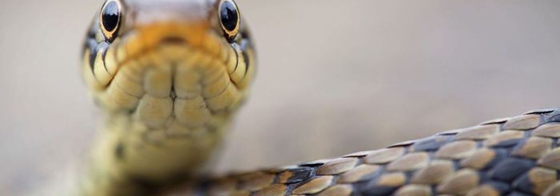 Cover Des serpents dans nos têtes