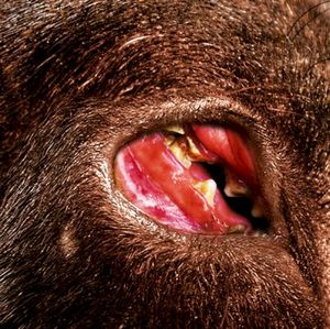 15 Year Dog Plan