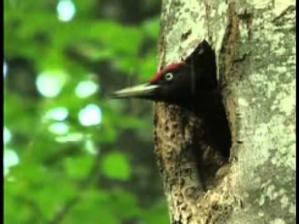 Si la forêt m'était comptée