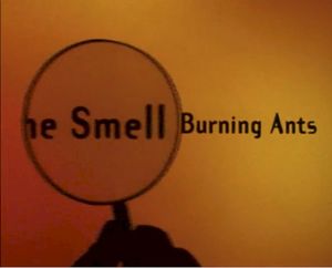 The Smell of Burning Ants