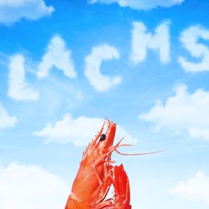 Lachs (Single)
