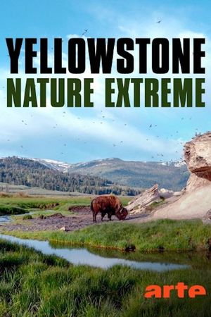 Yellowstone : Nature extrême