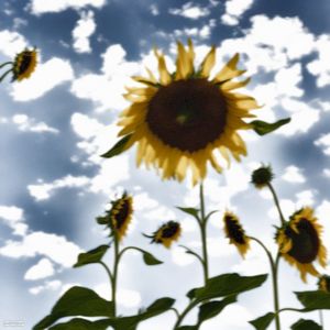 Helianthus (Single)