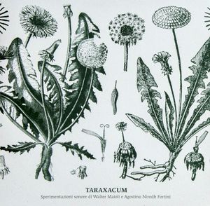 Taraxacum