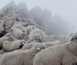 image-https://media.senscritique.com/media/000020991925/0/the_gold_laden_sheep_and_the_sacred_mountain.jpg