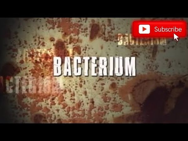 Bacterium