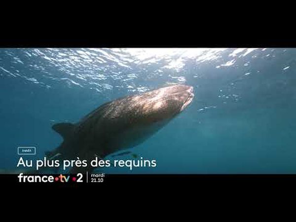 Au plus près des requins