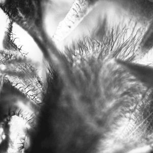 Modulation Grid II (Live)