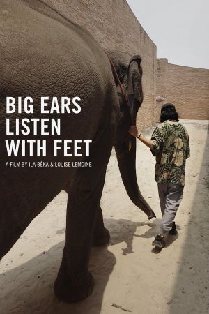 Big Ears Listen with Feet