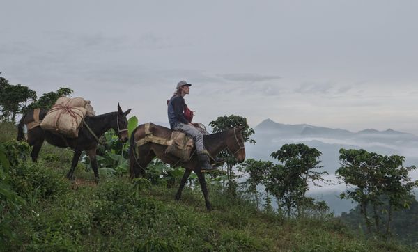 La Roya