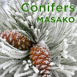 Conifers (Single)