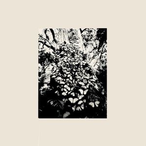Settle Down (Single)