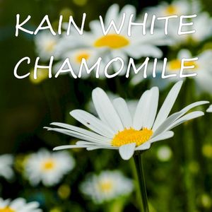 Chamomile (Single)