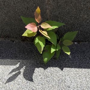 flickers (EP)