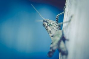 Crickets and Wind Chimes, With Neither Crickets nor Windchimes