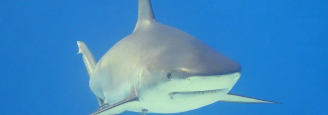 Cover Les Requins - Rois des océans