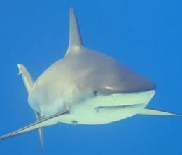 image-https://media.senscritique.com/media/000021110313/0/les_requins_rois_des_oceans.jpg