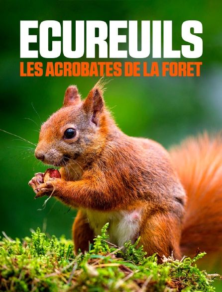 Ecureuil: Le farfadet de la forêt