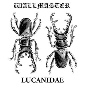 Wallmaster / Lucanidae