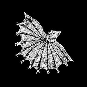 Dracula Parrot, Moon Moth