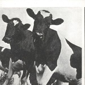 Riders in the Sky (demo version)