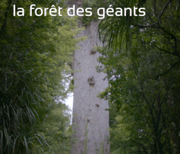 image-https://media.senscritique.com/media/000021150036/0/nouvelle_zelande_la_foret_des_geants.gif