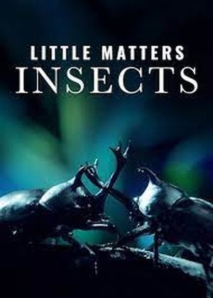 Little Matters : Insects