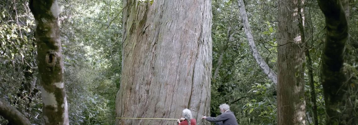Cover Nouvelle-Zélande - La forêt des géants