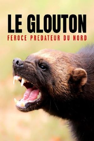 Le glouton - Féroce prédateur du Nord