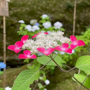 紫陽花-Hydrangea-