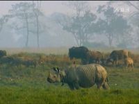 L'empreinte du tigre (Bangladesh, Inde)