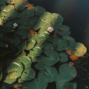 Lily (Single)