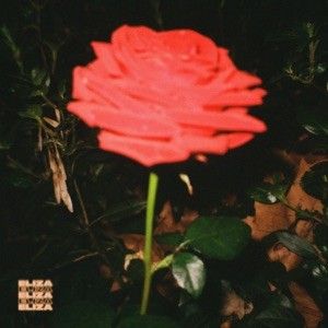 Midnight Rose (Single)