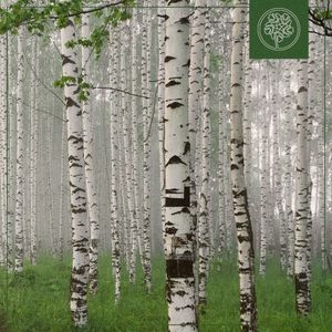 Silver Birch (Single)