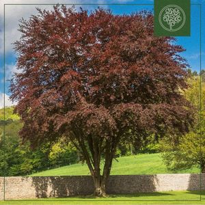 Copper Beech (Single)