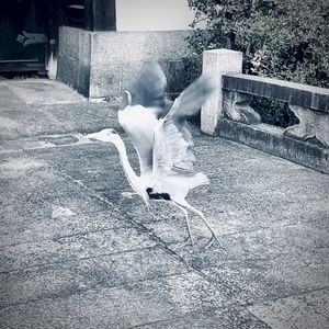 Gray Ghost (Live)
