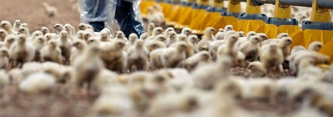 Cover L'Usine des animaux