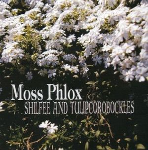 Moss Phlox (Single)