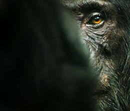 image-https://media.senscritique.com/media/000021316555/0/l_empire_des_chimpanzes.jpg