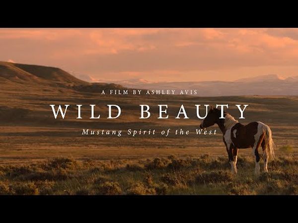 Wild Beauty: Mustang Spirit of the West