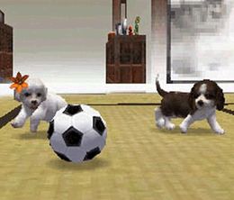 image-https://media.senscritique.com/media/000021351695/0/nintendogs_chihuahua_ses_amis.jpg