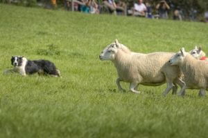 Chiens, graines de champions