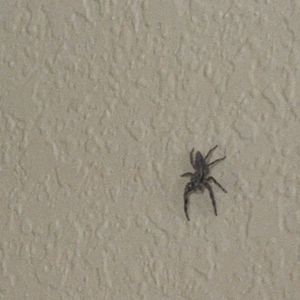 busy (Single)