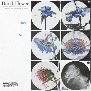 dried flower (Single)