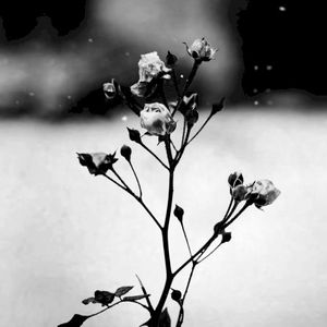 Spring Waltz (Mariage d’Amour) (Single)