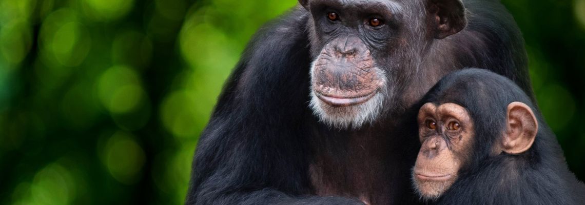 Cover Rencontre avec les Chimpanzés