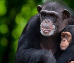 image-https://media.senscritique.com/media/000021396529/0/rencontre_avec_les_chimpanzes.jpg