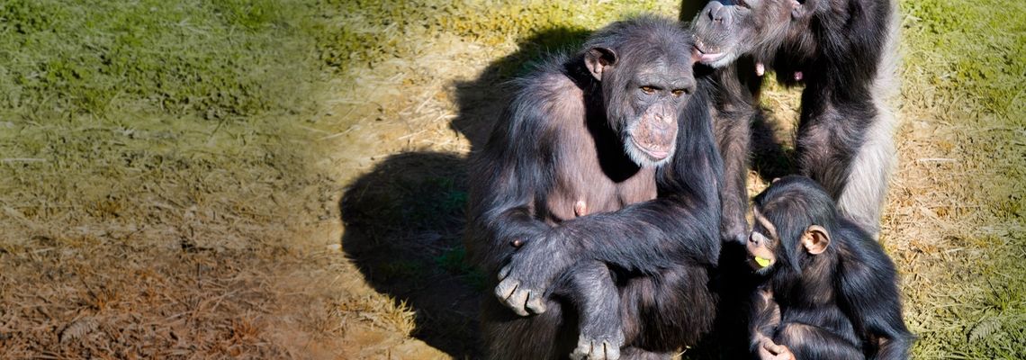 Cover Rencontre avec les Chimpanzés