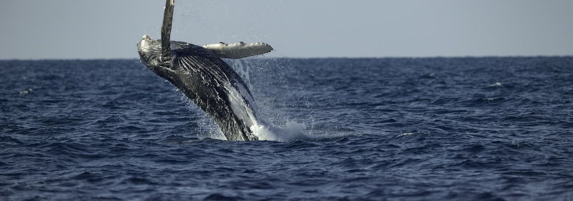 Cover Les Secrets des baleines