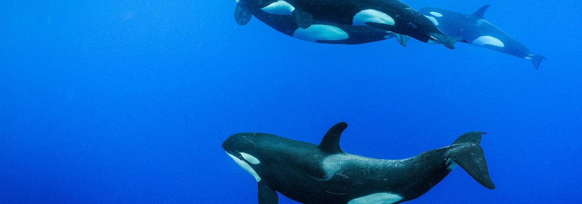 Cover Les Secrets des baleines